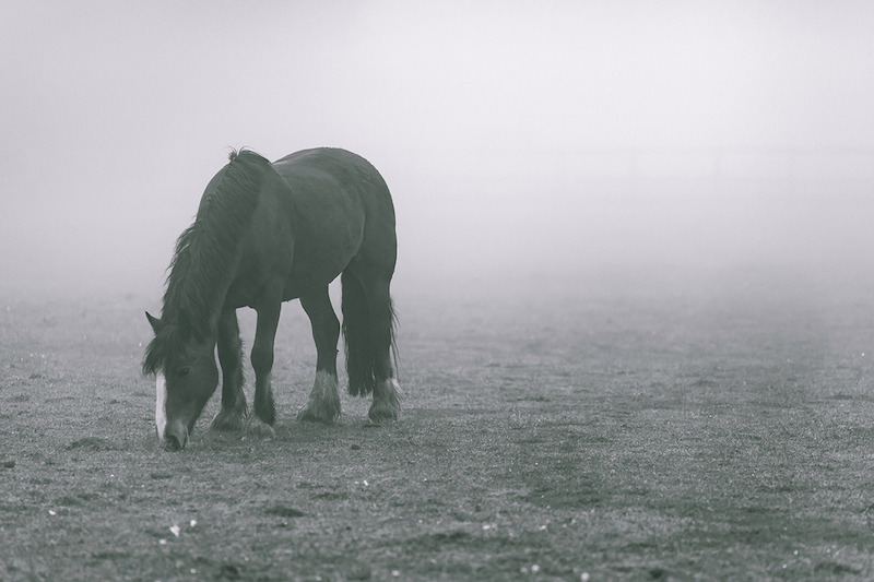 The Hidden Health Issue Compromising Your Horse This Winter