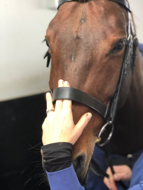 Bridle Fitting Advice