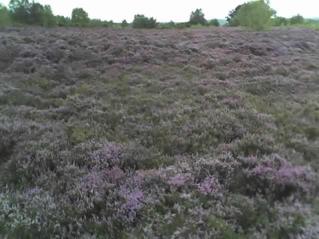 The heather on Broxhead Common