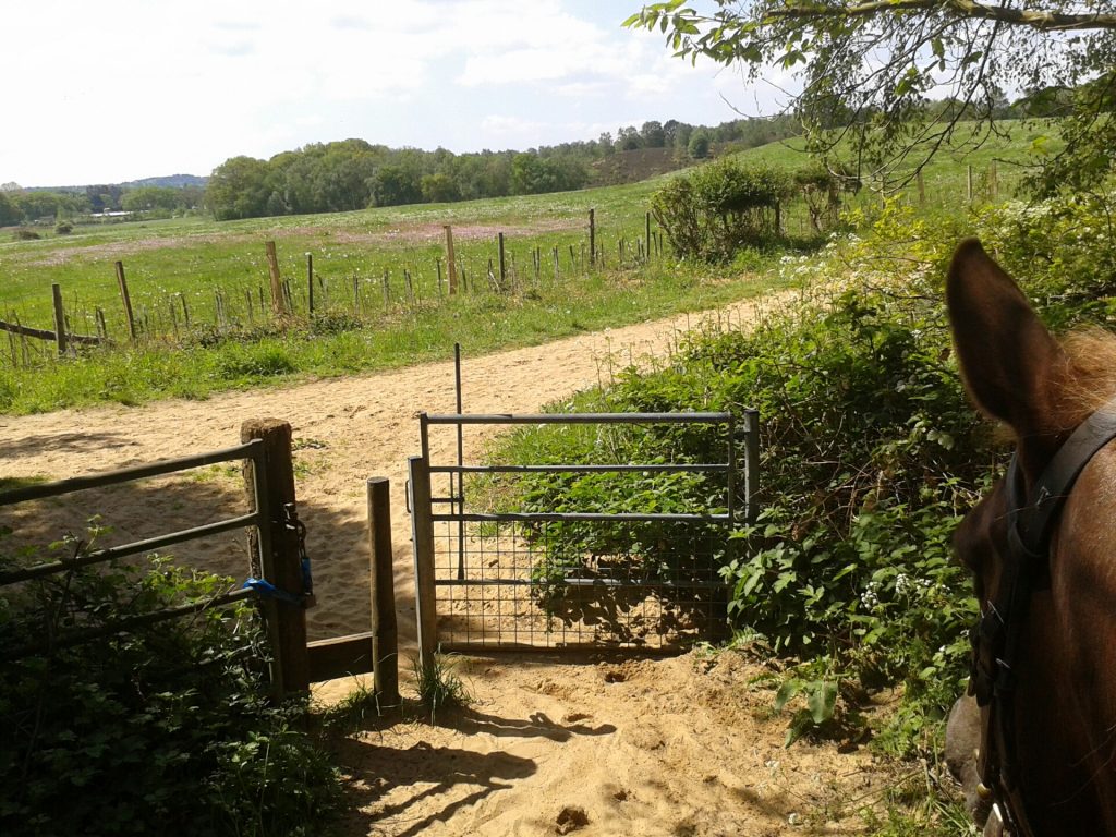 The Gate is showing the newly planted hedge around part of the 80 acres