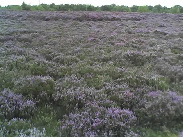 Broxhead Heathland BW 46 on the second and final time it was cleared during the last 45 years.