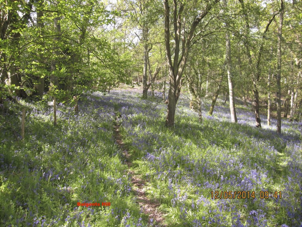 Bluebells on Baigents Hill
