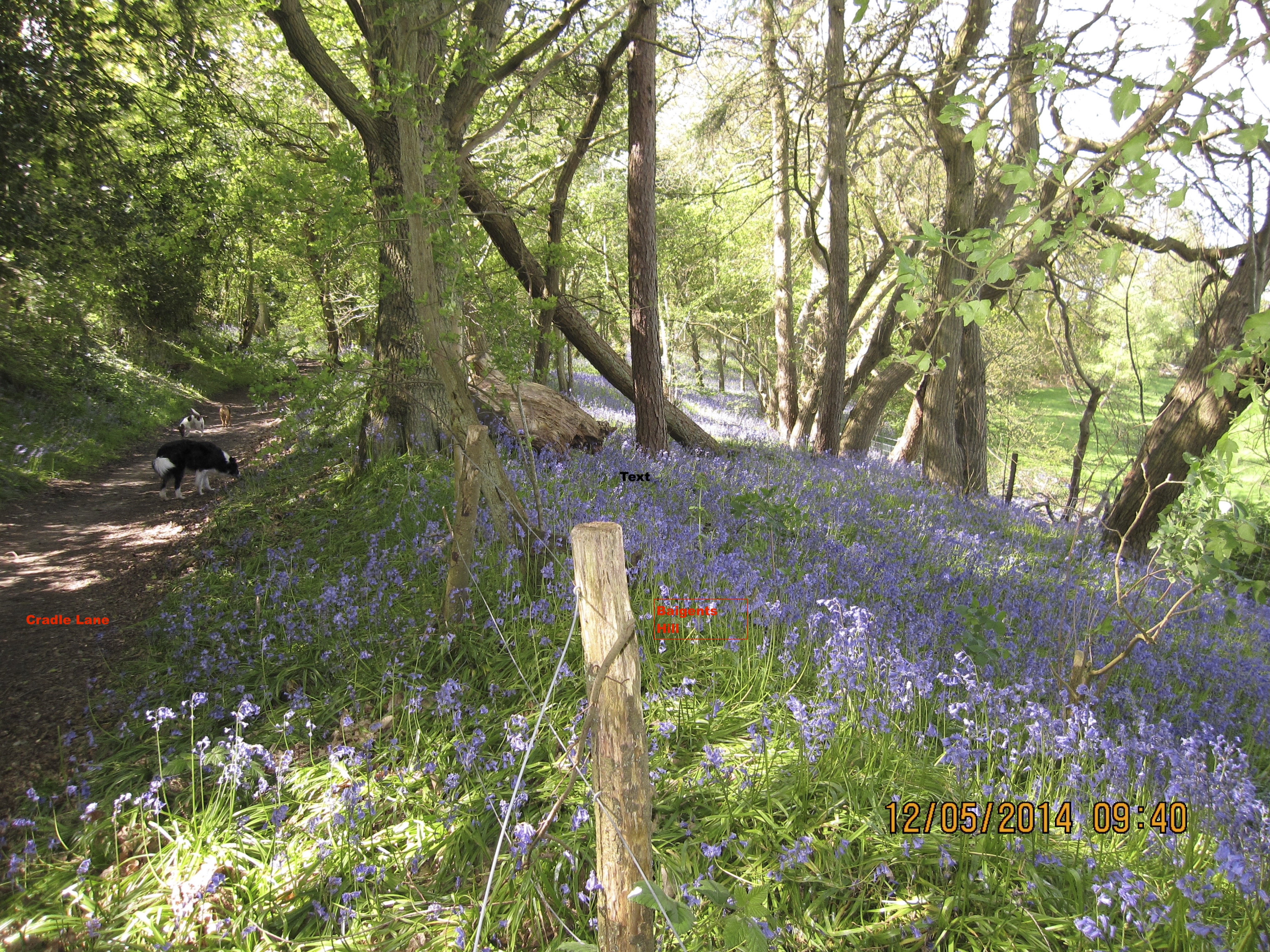 Bluebells on Baigents Hill