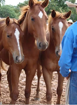 development gives the horse responsibilities to maintain and choices to make.