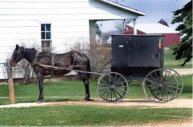 black buggies, pulled by faithful, hard working horses.