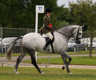 Cleveland Sporthorse This is a part bred Cleveland Bay - not all are bay Natter Jack Toad. Ridden by Rachel Pickard CB Ridden Champion 2008 at Royal Show