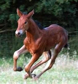 Pure bred Tregoyd bred filly foal finding her legs