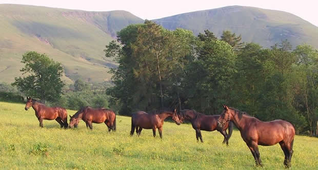 Tregoyd mares against the Black Mountains in the Brecon Beacons National Park
