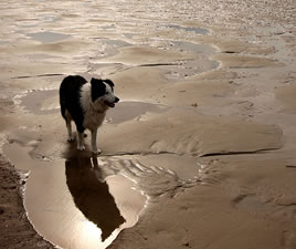 Mirrored Monty - Monty .. my border collier and his reflection on Holcombe beach, Norfolk 