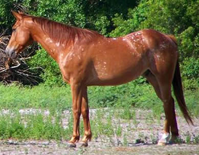 Lucky, the appaloosa quarter horse