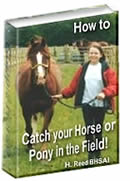 Catch your horse or pony in the field
