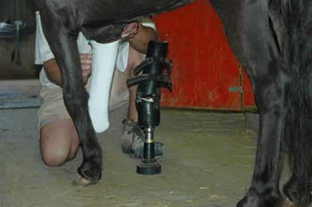 Molly offering her leg for the prosthesis