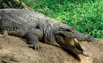 crocodile at the Zoo