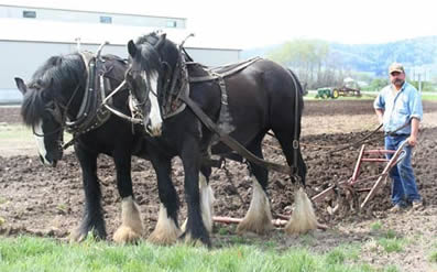 Draft horses dot the fields of One Mile Shires farm