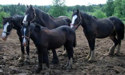 Draft horses dot the fields of One Mile Shires farm