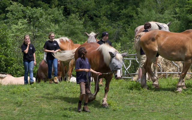 “You cannot underestimate the therapeutic value these horses have with the children,’’ Cockerton said. “They are a major boost to their self-esteem.’’
