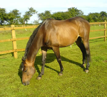 Bailey, an eight-year-old, 16.3hh Thoroughbred, always struggled to maintain his weight and condition. 