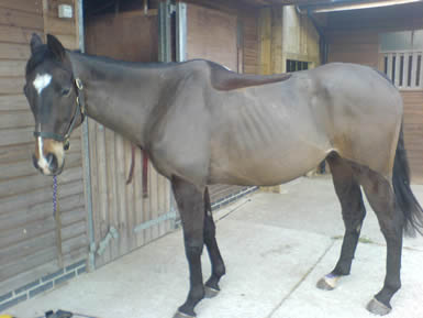 Bailey, an eight-year-old, 16.3hh Thoroughbred, always struggled to maintain his weight and condition. 