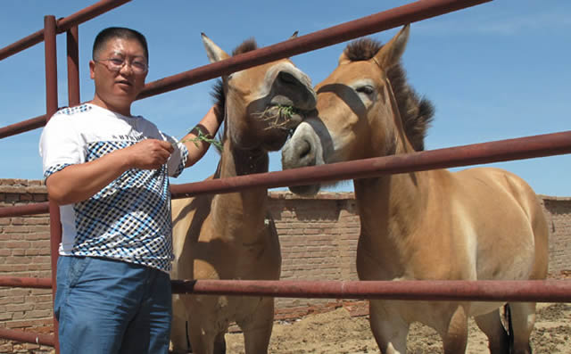 Wang provides the rare Przewalski horses to the United Kingdom and Germany