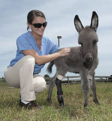 Miniature donkey given an artificial leg