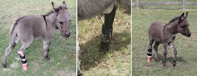 Miniature donkey given an artificial leg