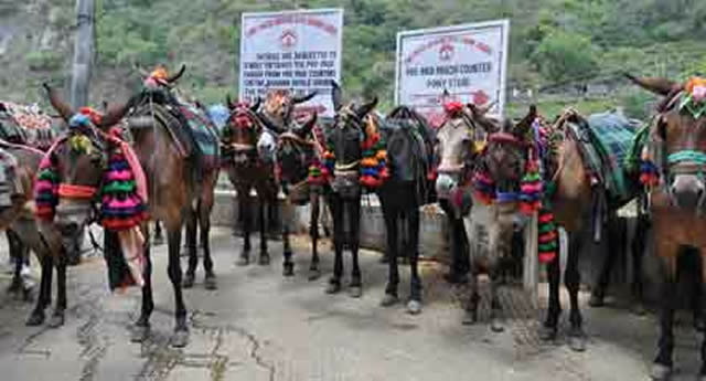 20,000 mules and horses are used to carry pilgrims to Mata Vaishno Devi. The Brooke is there.