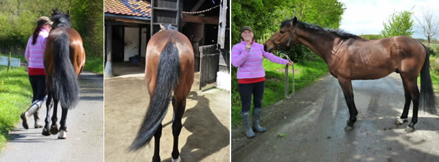 Based at a yard in Hasketon, Boffin is a 15hh bay TB gelding who had previously raced about ten times.
