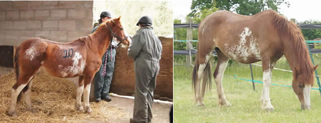 Elderly pony Agatha (left) when she arrived and (right) as she looks five months on