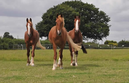 Bungle, right, with Zippy and George when they first arrived at Redwings
