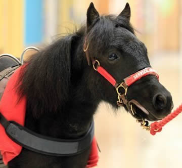 Miniature horse in sneakers helps keep 4-year-old special-needs child from being wheelchair bound