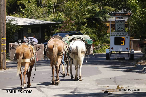 There is a man wandering around California with three mules.