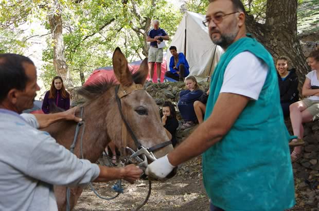 The Donkey Sanctuary - Betty is sedated and her mouth opened to allow a full examination and treatment