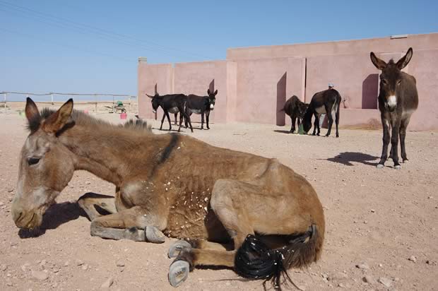 The Donkey Sanctuary - Betty retires to enjoy the company of other donkeys and mules at Jarjeer 