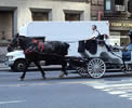 Horse carriage owners and operators
