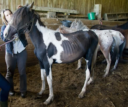 More people are rehoming horses but more people are abandoning them too