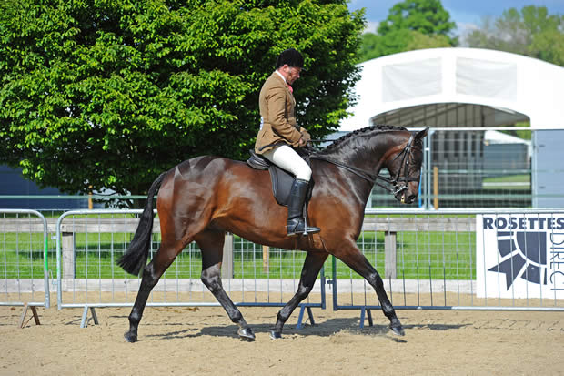 Black Country Saddles sponsored showman Robert Walker discusses the importance of correct tack and turnout for Show and Working Hunters and provides advice on how to make your horse look his best. 