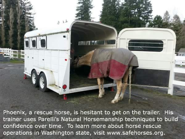 A horse goes from rags to riches at the SAFE rescue in Washington state.