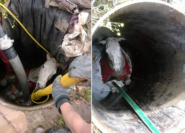 Horse is winched UPSIDE DOWN out of well after hours submerged in water