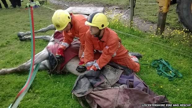 Horse is winched UPSIDE DOWN out of well after hours submerged in water