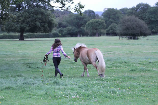 Films v. Horses. Lucy chose horses 