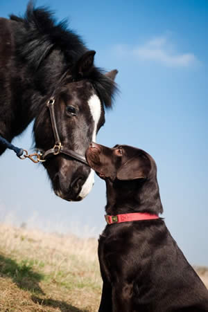 Horse and dog incidents soar by a third