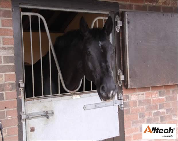 Preventing Stress In The Stabled Horse This Winter 