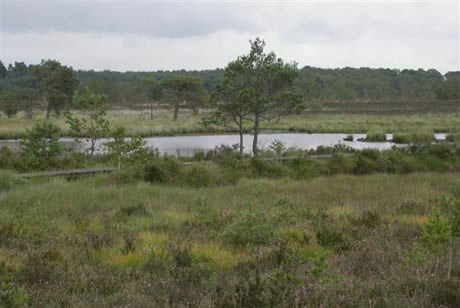 The Thursley Group of commons. 