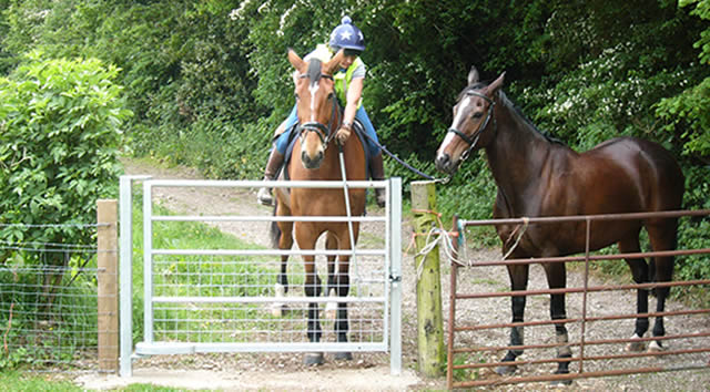 Kate riding Gus (18 hh ISH) and leading Louis (16.3 TB) and the new gate.