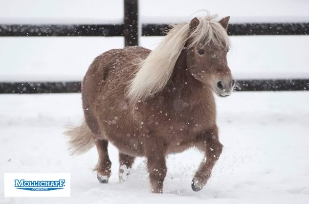 A Happy Ending For Rescued Shetland Pony, Pearl